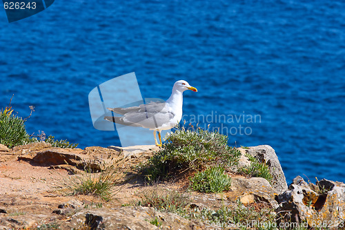 Image of A proud seagull sitting in the sun 