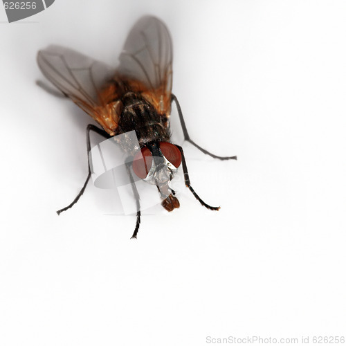 Image of fly