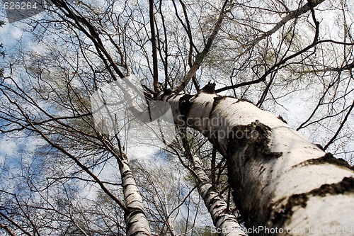 Image of A birch