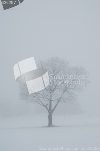 Image of Tree in the mist