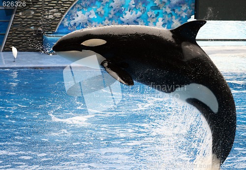 Image of Killer Whale