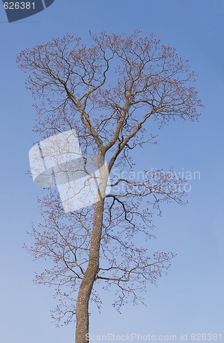 Image of Bare tree in spring