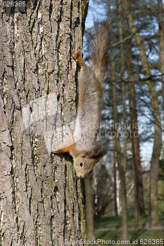 Image of Squirrel on a tree