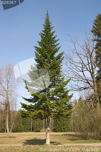 Image of Fir-tree