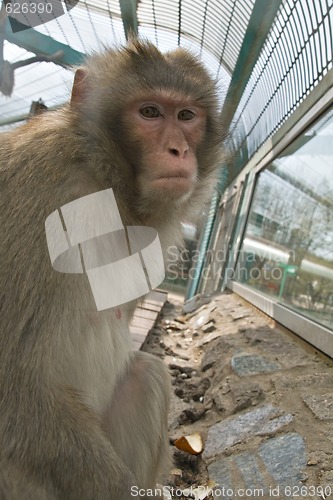 Image of Monkey in zoo