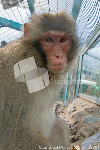 Image of Monkey in a zoo