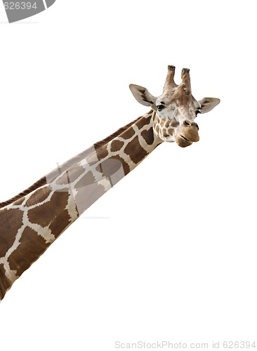 Image of Giraffe