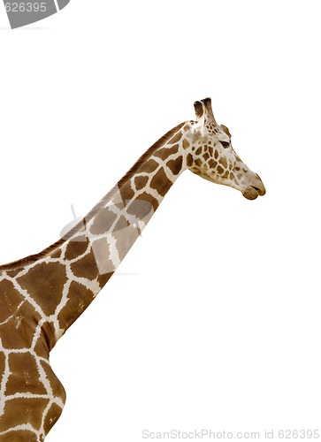 Image of Giraffe