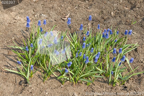 Image of Grape hyacinths