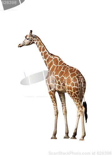 Image of Giraffe