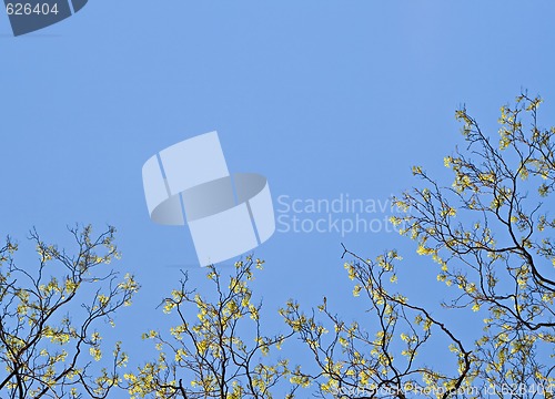 Image of Spring tree border