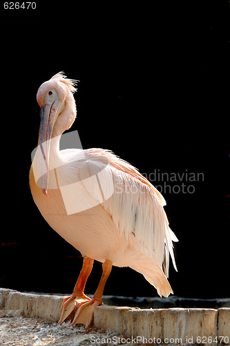 Image of Pelican