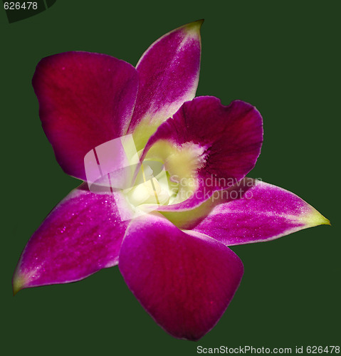 Image of Pink Orchid