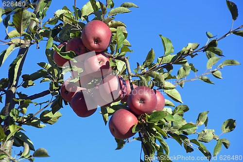 Image of An apple tree