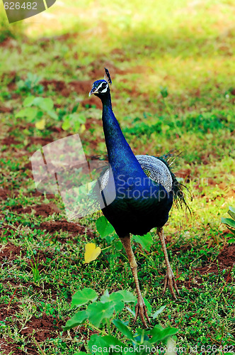 Image of Peacock