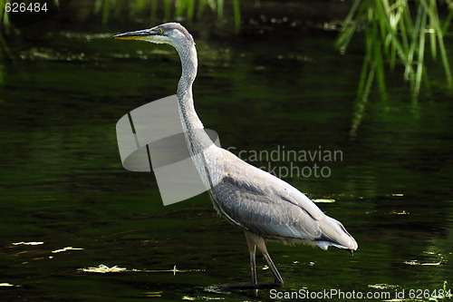 Image of Great Blue Heron