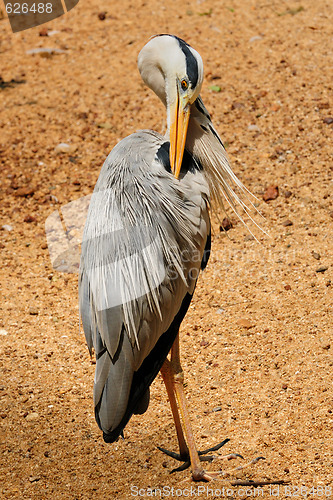 Image of Grey Heron