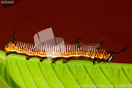 Image of Catepillar