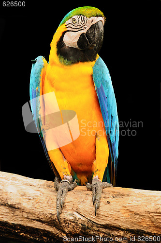 Image of Macaw