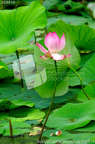 Image of Lotus