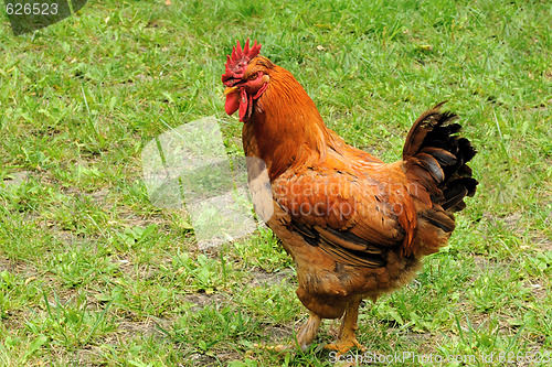 Image of Rooster