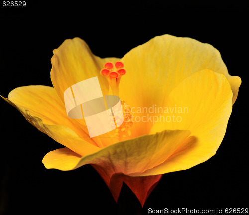 Image of Yellow Hibiscus