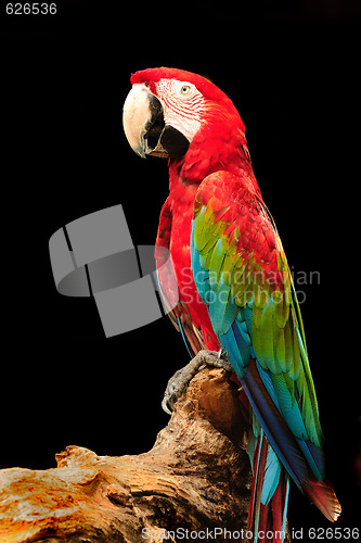 Image of Macaw