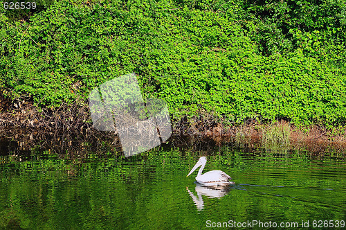 Image of Pelican