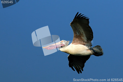 Image of Pelican in Flight