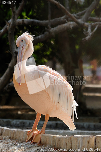 Image of Pelican