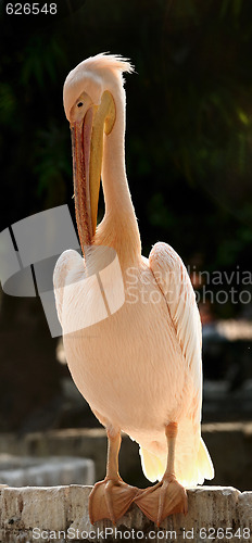 Image of White Pelican