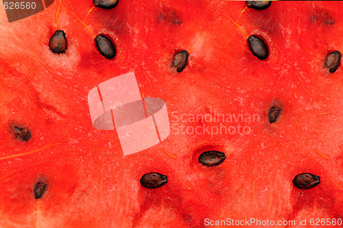 Image of Water melon