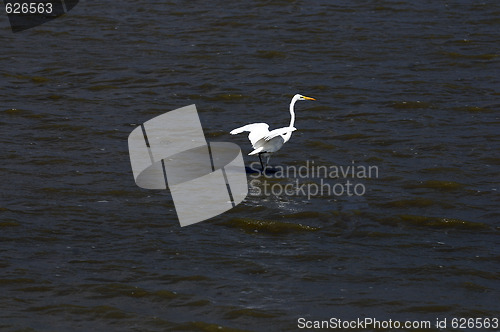 Image of Egret