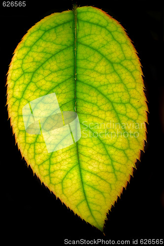 Image of Leaf