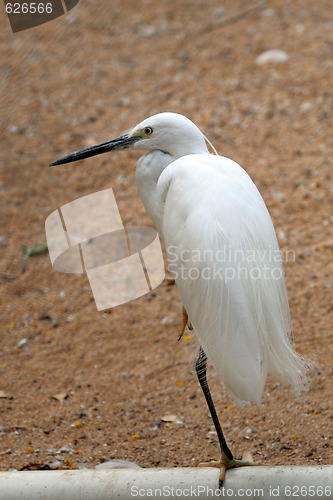 Image of Egret