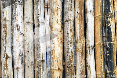 Image of Bamboo