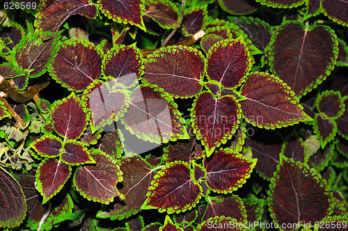 Image of Leaf Patterns