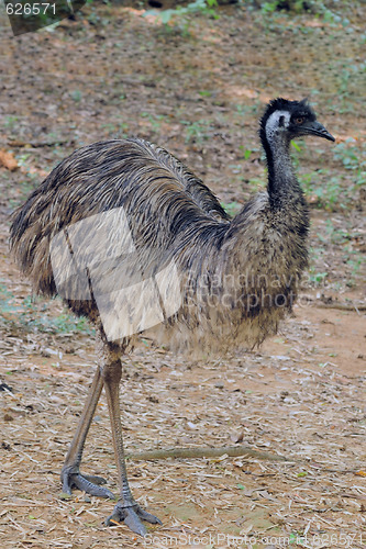 Image of Ostrich