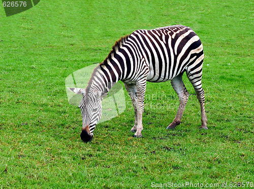 Image of Zebra