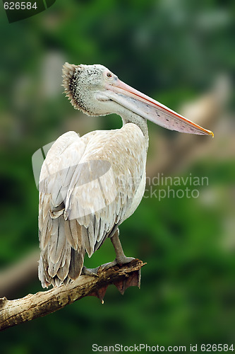 Image of Pelican