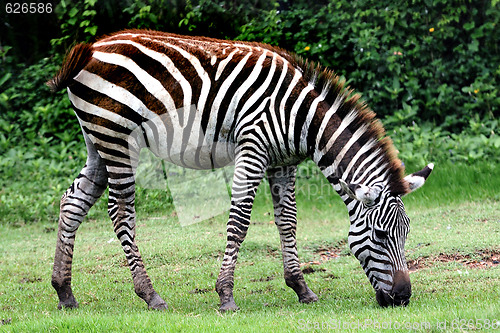 Image of Zebra