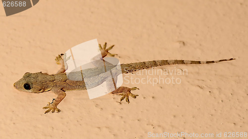 Image of Lizard