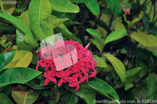 Image of Tropical Flower