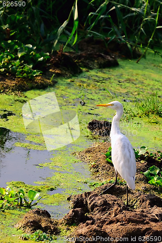 Image of Egret