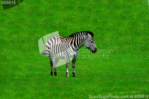 Image of Zebra