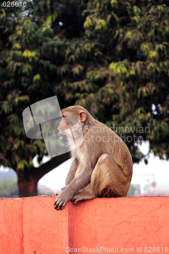 Image of Monkey