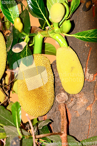 Image of Jack Fruit