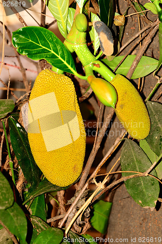 Image of Jack Fruit