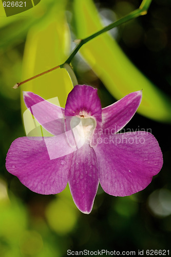 Image of Pink Orchid