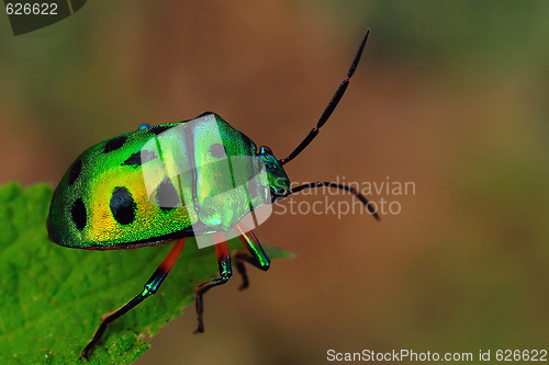 Image of Jewel Bug